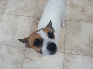 inktuition rescue pup