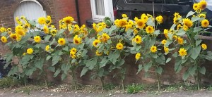 inktuition urban sunflowers