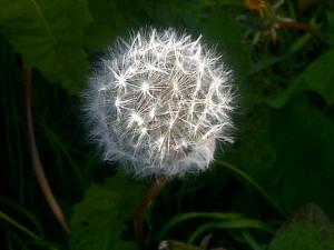 inktuition dandelion